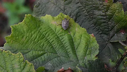 Kahverengi kokarca ile nasıl mücadele edilir?