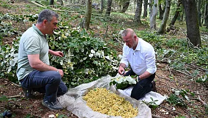 Karacabey'de ıhlamur mesaisi: Doğal hasat kırsal ekonomiye can katıyor