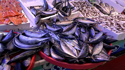 Karadeniz'de balık bereketi: Palamut ve hamsi tezgâhları hareketlendirdi