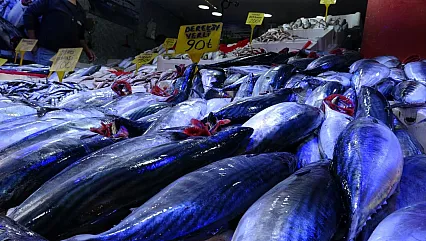 Karadeniz'de palamut bolluğu: Fiyatlar 90 liraya kadar geriledi