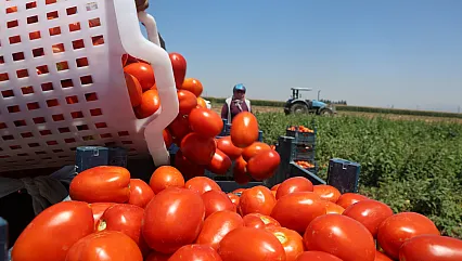 Kavurucu sıcakta domates mesaisi: Tarlada 15 TL, tezgahta 30 TL