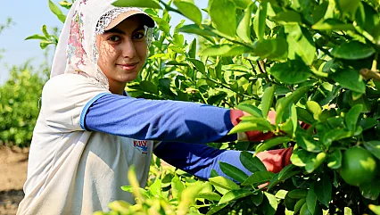 Limon bol, fiyat düşük: Üretici ihracat kapısının açılmasını bekliyor