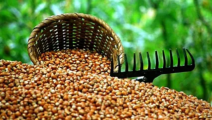 Ordu'da fındık yarışı kızıştı