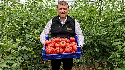 Örtü altı domates hasadı başladı