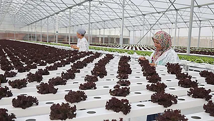 Samsun Organize Tarım Bölgesi ile kalkınacak