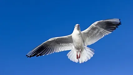 Talih kuşu o ile kondu