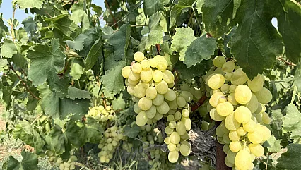 Üzümde yüksek rekolte fiyatları düşürdü