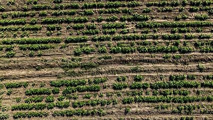 Yüzde 75 hibeyle kurdu, 30 dönümde çeşit çeşit ürün yetiştiriyor
