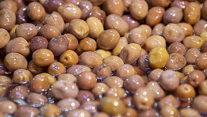 Zeytin Üretiminde Bereketli Sezon Beklentisi