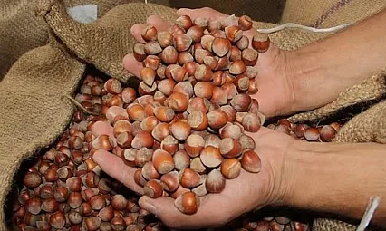 16 Şubat 2026 Ordu fındık fiyatları belli oldu: İşte güncel fiyat listesi