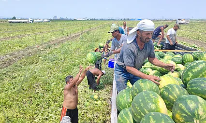40 derecelik sıcakta karpuz mesaisi: İşçiler ekmek parası için ter döküyor
