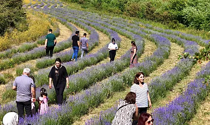 8 Bin Kök Lavanta ile Mor Cennet Kurdu! Erzincan'ın Yeni Gözdesi Oldu