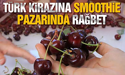 ABD ve Avrupa Sultandağı kirazı istiyor