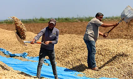 Adana'da yer fıstığında hasat başladı