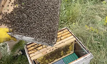 Binlerce arıyı meyve gibi kovan kapağına topladı oğul veren arılara ustaca müdahale