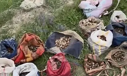 Çankırı'da izinsiz salep toplayan 10 kişiye para cezası uygulandı
