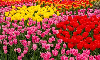 Çiçek Neden Sulanır?