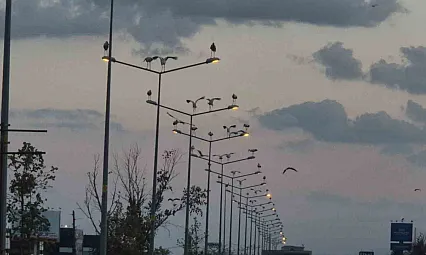 Çorlu'da görsel şölen: Leylekler aydınlatma direklerini mesken tuttu