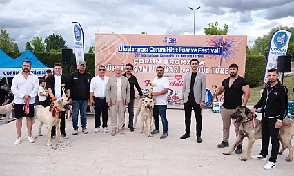 Çorum'da Türk çoban köpekleri podyuma çıktı