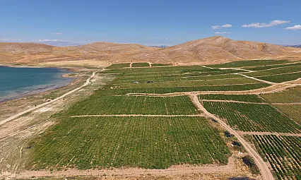 Elazığ'da 7 bin dönümde domates hasadı sürüyor
