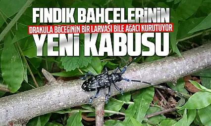 Fındığın yeni kabusu: 'Drakula böceği' Rize'de de görüldü