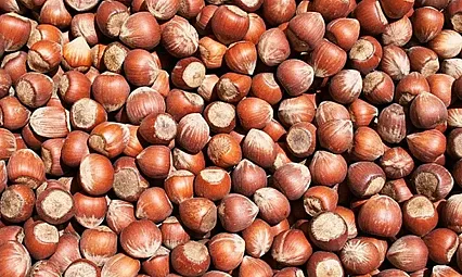 Giresun'da fındık fiyatları 240 TL'ye dayandı!İşte güncel fiyatlar