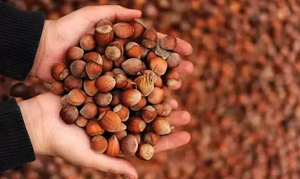 Giresun kalite zirvede: 240 TL sınırı zorlanıyor