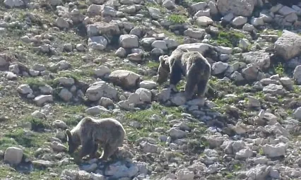 Göktepe Yaylası'nda iki ayının kar keyfi