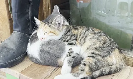 İki tekir kediden gölgede bir mola