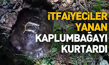 İtfaiyeciler Yanan Kaplumbağayı Kurtardı