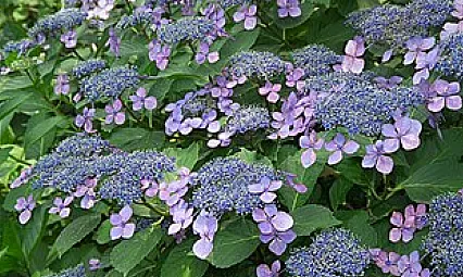 Karadeniz bölgesinde en çok yetişen çiçek türleri