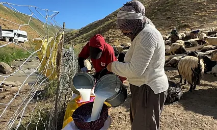Kavurucu sıcakta berivanların zorlu yayla mesaisi