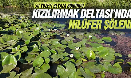 Kızılırmak Deltası'nda nilüferler görsel şölen oluşturdu