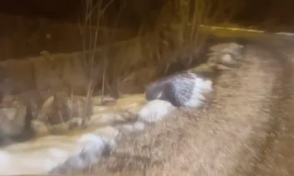 Oklu kirpi ortaya çıktı