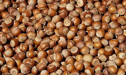 Ordu'da fındık kaç TL oldu?İşte güncel fiyatlar