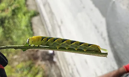 Patlıcan fidanındaki tırtıl istilacı tür endişesi yarattı