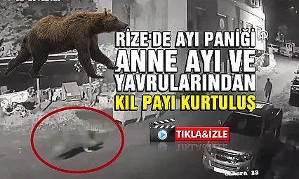 Rize'de Ayı Paniği: Anne Ayı ve Yavrularından Kaçış Anı Kamerada
