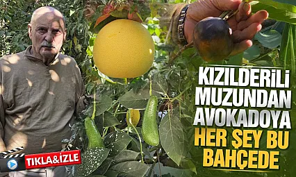 Samsun Atakum'da tropikal bahçe: 100 çeşit ürün yetişiyor