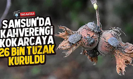 Samsun'da kahverengi kokarcaya 'Cezbet yok et' taktiğiyle 26 bin tuzak kuruldu