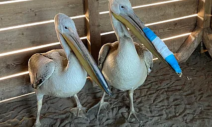 Samsun'da Tedavileri Tamamlanan Pelikanlar Doğaya Salındı