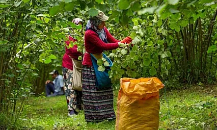 ​Samsunlu üretici beklemede: Fındık fiyatları yükselir mi?