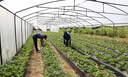 Sera Desteğiyle Kırsalda Yeni Kazanç Kapıları Açıldı