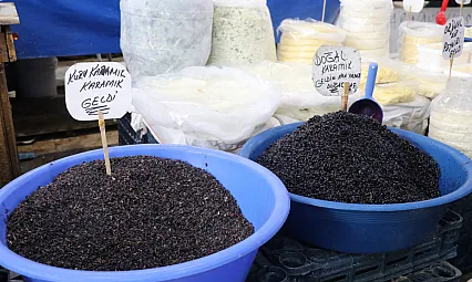 Sivas'ta dağlardan toplandı, tezgahlarda yerini aldı