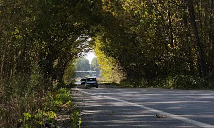 Tokat'ta kavak ağaçları sonbahar tüneli oluşturdu