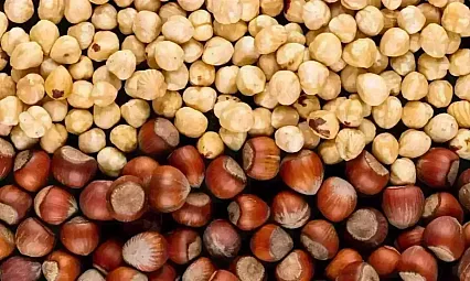 Trabzon'da fındık piyasası canlandı: İlçelerde güncel fiyatlar açıklandı