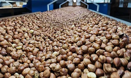 Trabzon'da ibre yukarı: 236 TL seviyesi görüldü