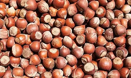 Zonguldak'ta fındık  fiyatları 210 TL sınırını aştı