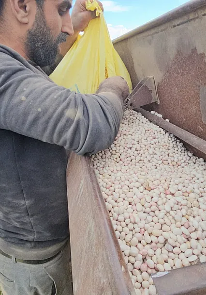 Fasulye ekim mesaisi başladı