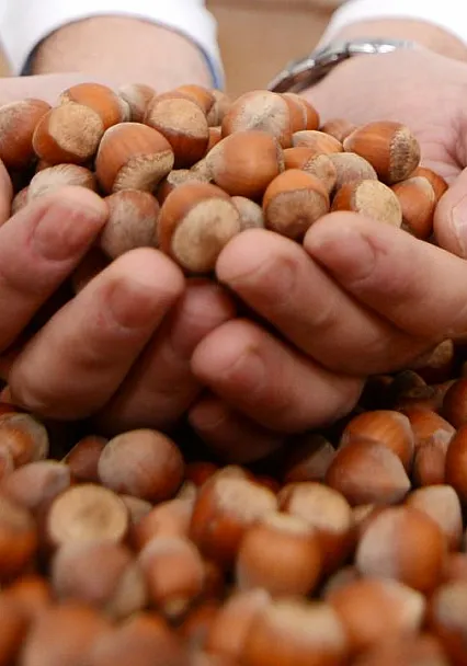 Fındık Piyasası Hareketlendi! Sakarya'da Fiyatlar 225 TL'ye Dayandı