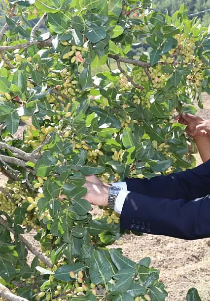Fıstık tarlalarında hasat bereketi